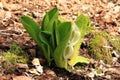 An Image of Skunk Cabbage